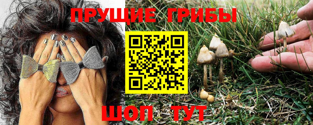 Псилоцибиновые грибы Cubensis Сальск