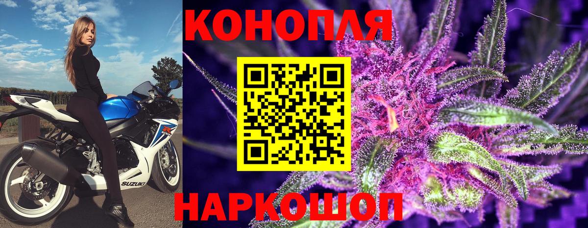 Каннабис сатива Сальск